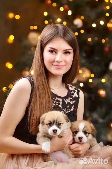 Выгул собак и зооняня