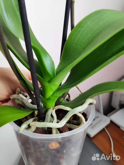 Орхидея фаленопсис Papagayo/Попугай