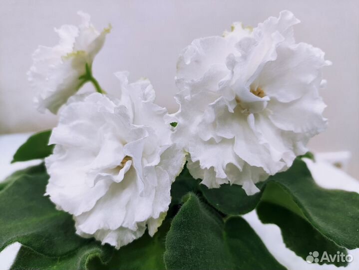 Фиалки сортовые