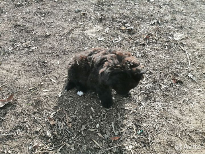 Собака в добрые руки отдам бесплатно