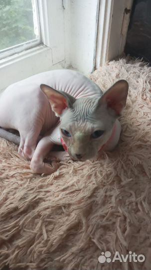 Донской сфинкс