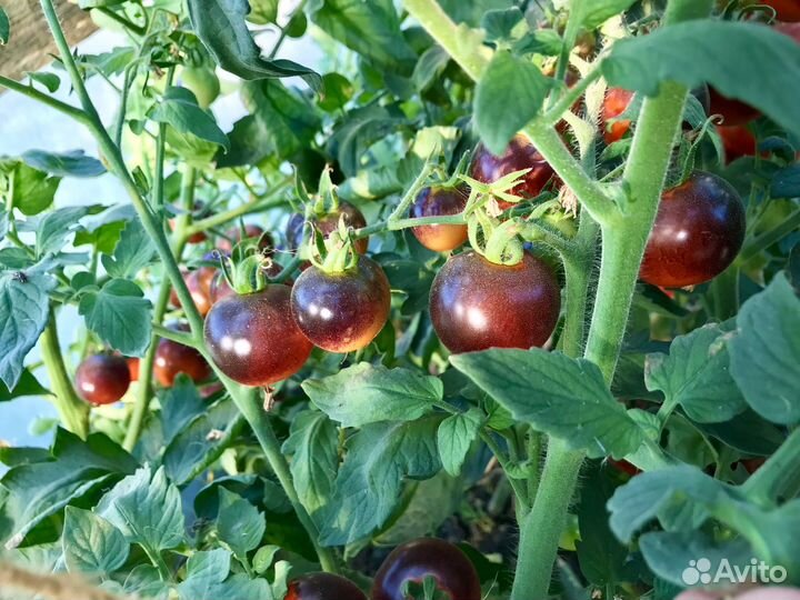 Семена томата Черника