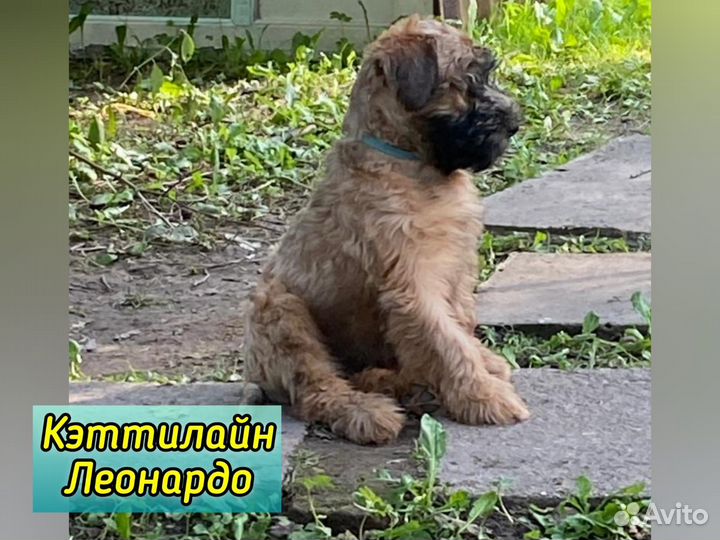 Ирландский мягкошёрстный пшеничный терьер