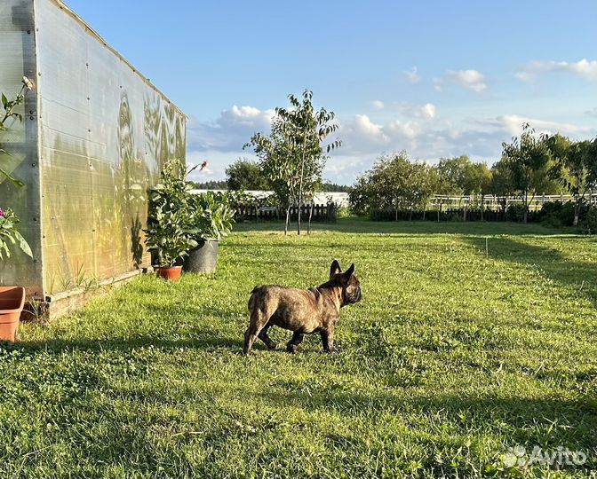Прекрасный щенок французского бульдога