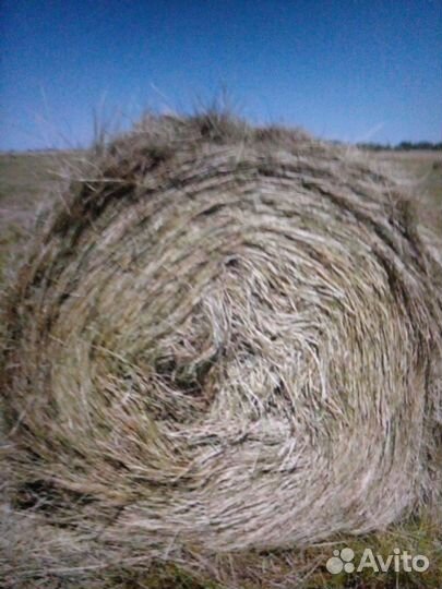 Сено 2024 июня