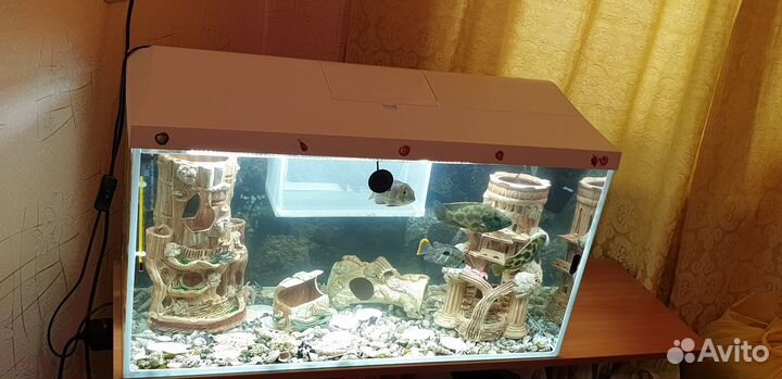 Аквариум