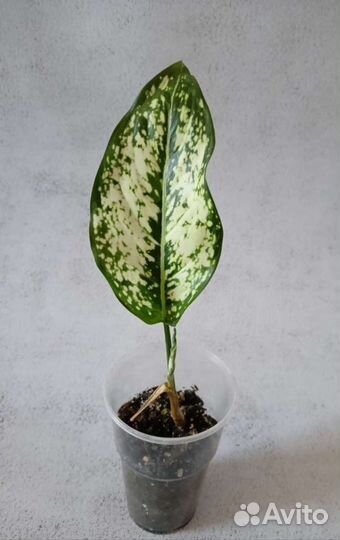 Аглаонема даймонд