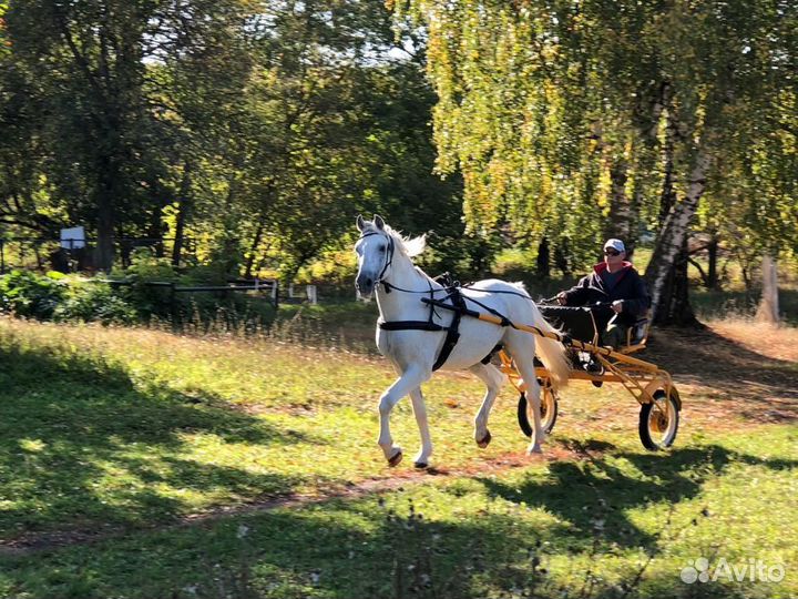 Продам жеребца