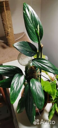 Эпипремнумы, сциндапсусы, Филодендроны и др