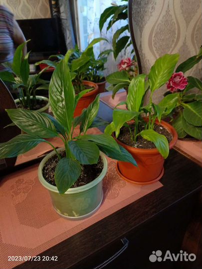 Спатифиллум