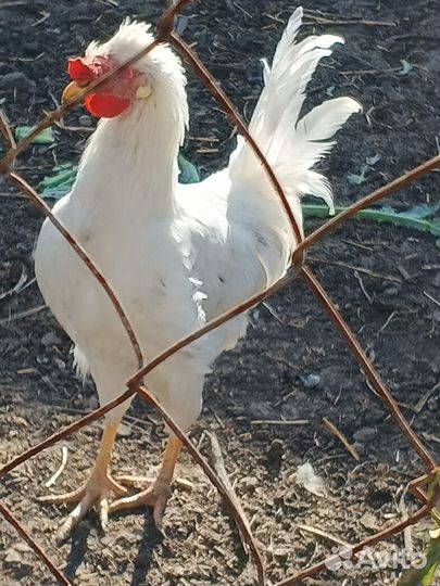 Молодые петухи