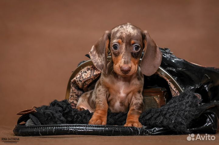 Щенки кроличьей/мини таксы.Мраморная девочка