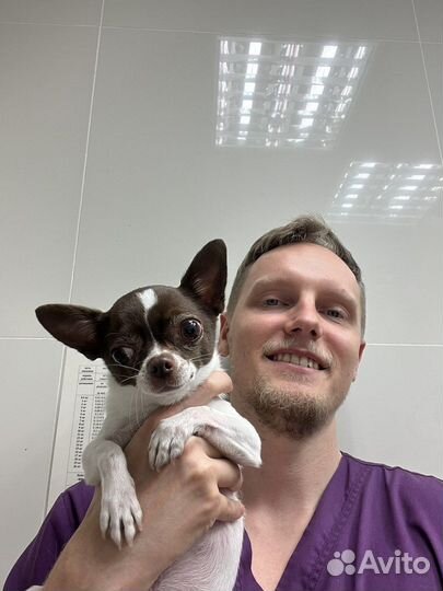 Ветеринар на дом