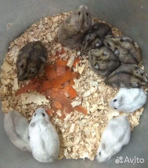 Хомячки на подарки джунгарики