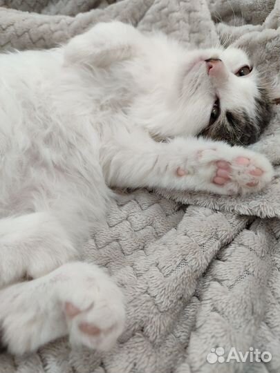 Кошка (3,5 месяца)