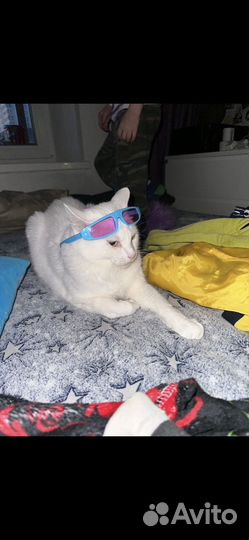 Кот в добрые руки