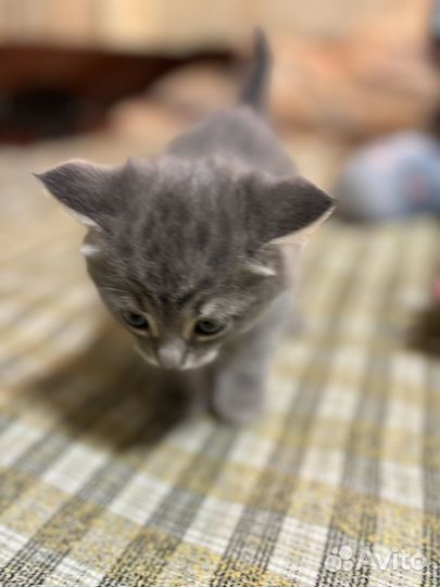 Кошки