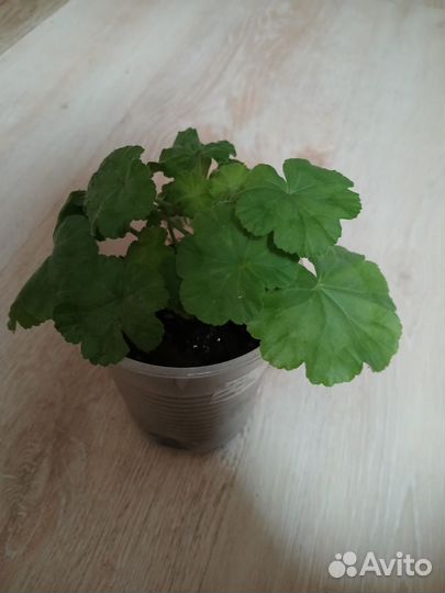 Пеларгония