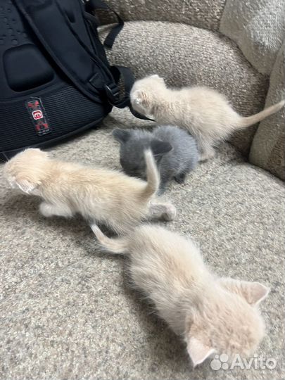 Вислоухие котята