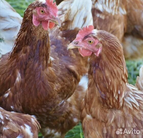 Куры несушки
