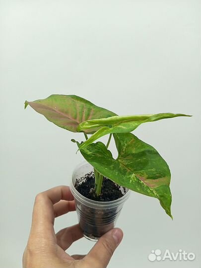 Сингониумы сортовые Пинк Бьюти Лава