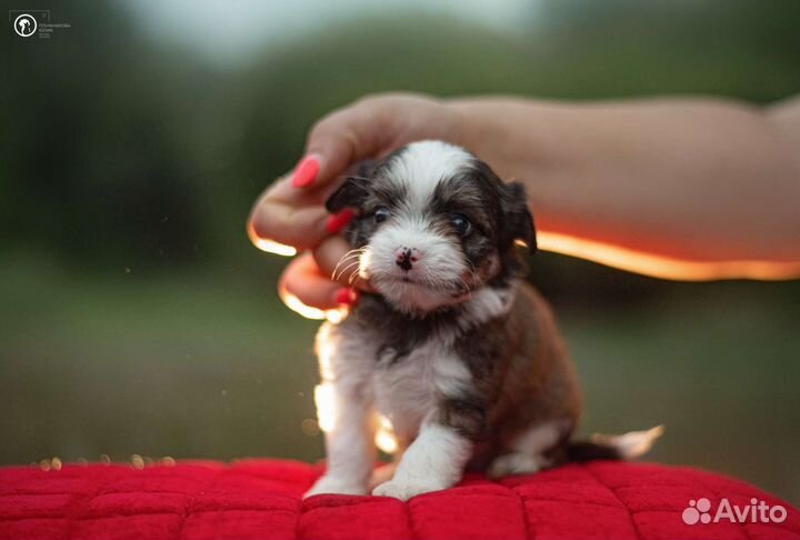 Щенки цветного йорка