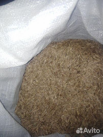 Семена костреца