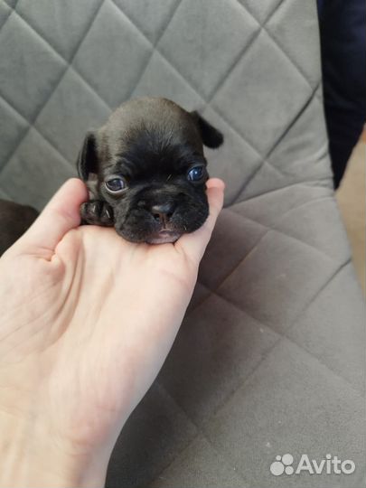 Французский бульдог щенки