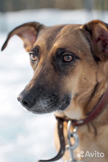 Нала, небольшая молодая собачка