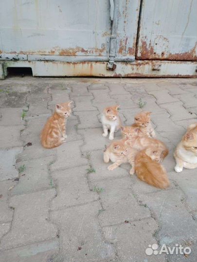 Кошки в добрые руки бесплатно