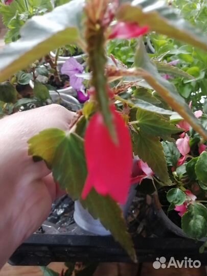 Бегония ампельная