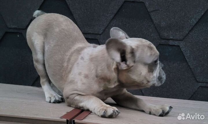 Мерле,тигруля,панда и палевый