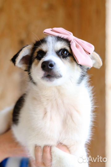 Маленькая крошка в добрые руки