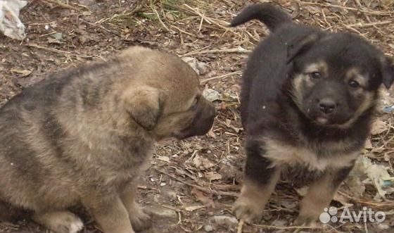 Щенки от маленькой собаки