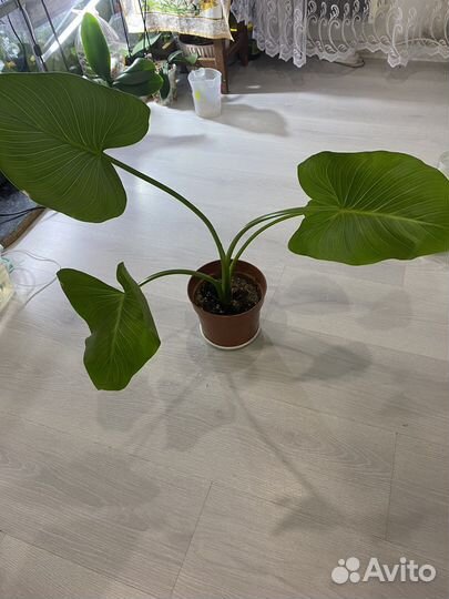 Калла, драцена