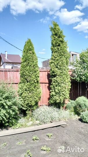 Туя пирамидальная 50см