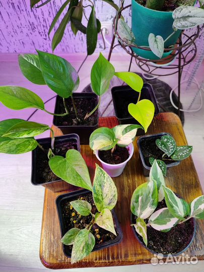 Комнатные цветы