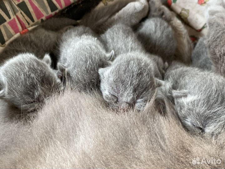 Британские котята
