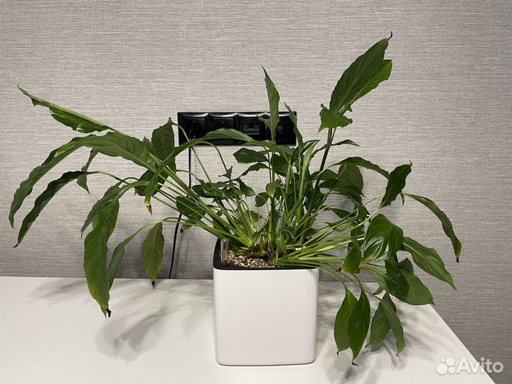 Спатифиллум в кашпо Lechuza Cube Glossy