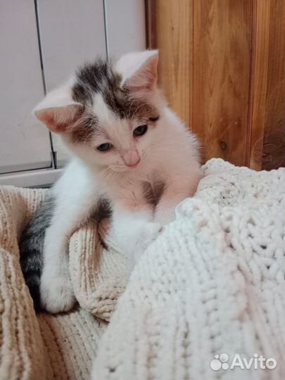 Котята