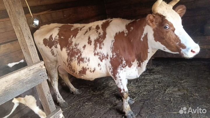 Дойная корова