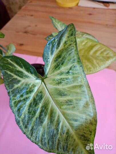 Сингониум сортовой Грин мутейшен