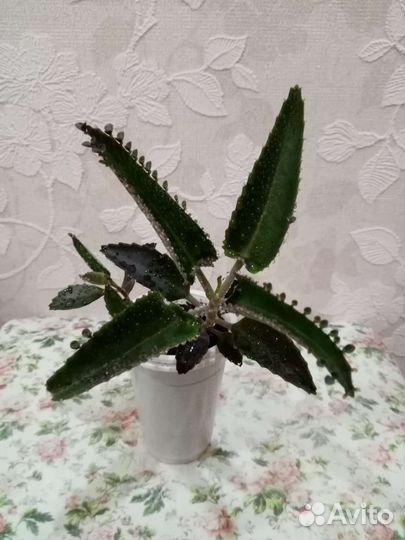 Каланхоэ лечебное