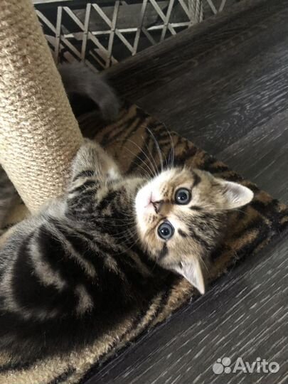 Шотландская вислоухая