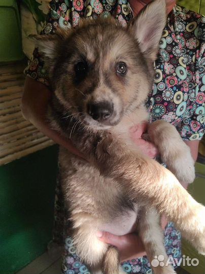 Щенки хаски