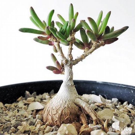 Местоклема Макроризум