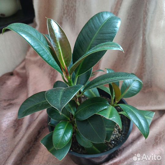 Спатифиллум с цветами, фикус