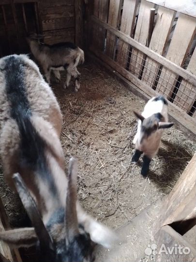 Дойные козы и козлята