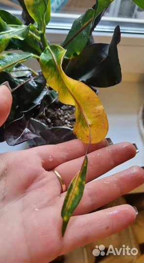 Кротон Мамми