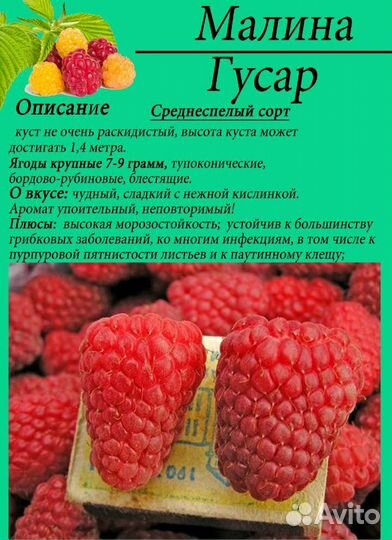 Растения для сада